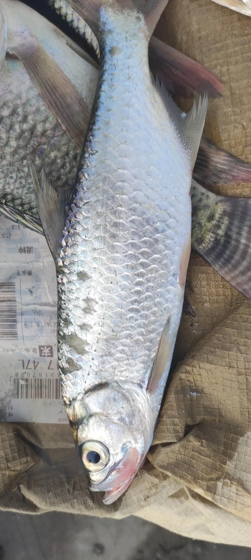 海鰱鳙魚圖片【海鰱與鳙魚對比及特征】