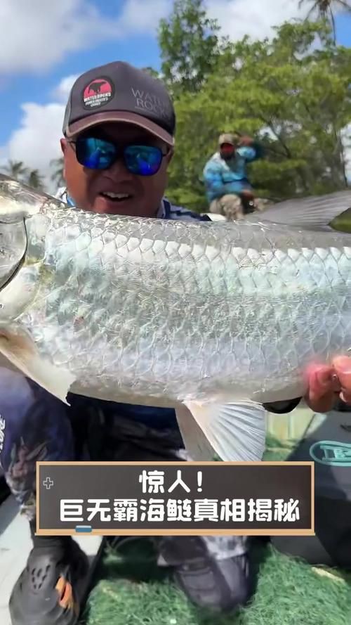 海鰱鳙魚圖片【海鰱與鳙魚對比及特征】