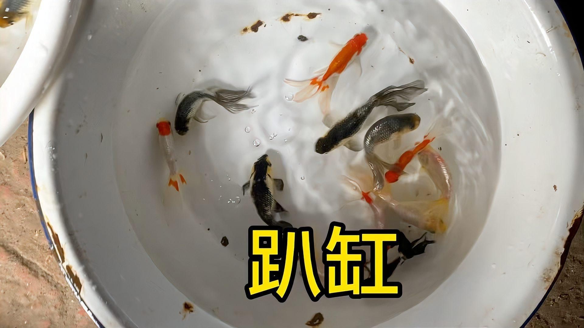 如何預防魚趴缸再次發生？【預防魚趴缸再次發生需要從水質管理、環境穩定性和日常操作等方面綜合采取措施】