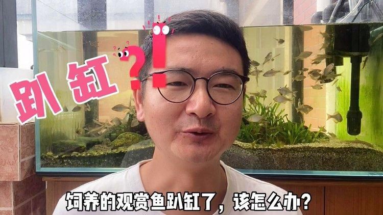 如何預防魚趴缸再次發生？【預防魚趴缸再次發生需要從水質管理、環境穩定性和日常操作等方面綜合采取措施】