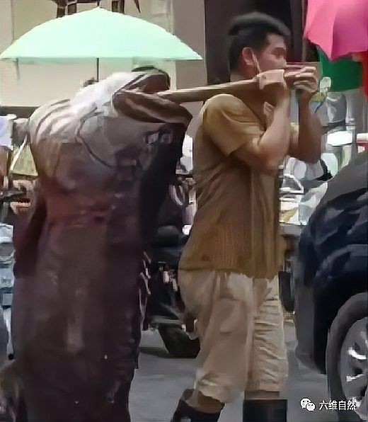 巨人石斑和龍躉是一種魚嘛【巨人石斑和龍躉有什么區別？】