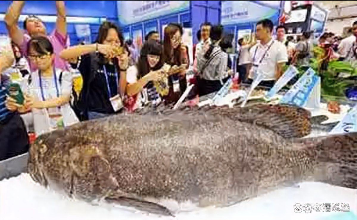 巨人石斑和龍躉是一種魚嘛【巨人石斑和龍躉有什么區別？】