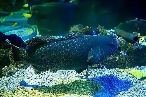 巨人石斑和龍躉是一種魚嘛【巨人石斑和龍躉有什么區別？】