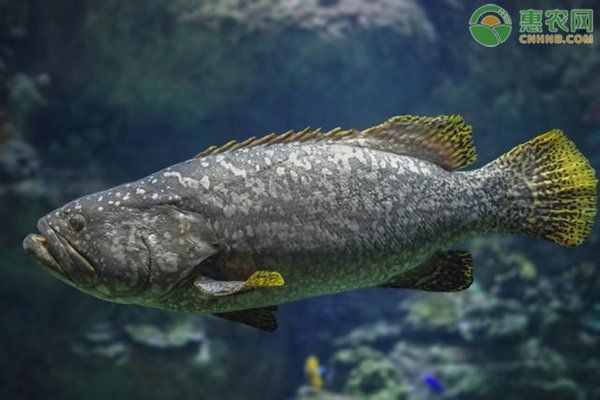 巨人石斑和龍躉是一種魚嘛【巨人石斑和龍躉有什么區別？】