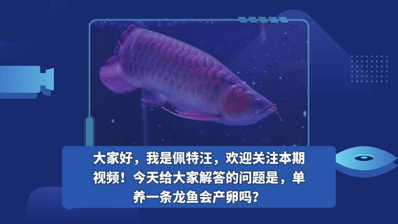 7條龍魚最忌三個東西【龍魚飼養的七大禁忌】