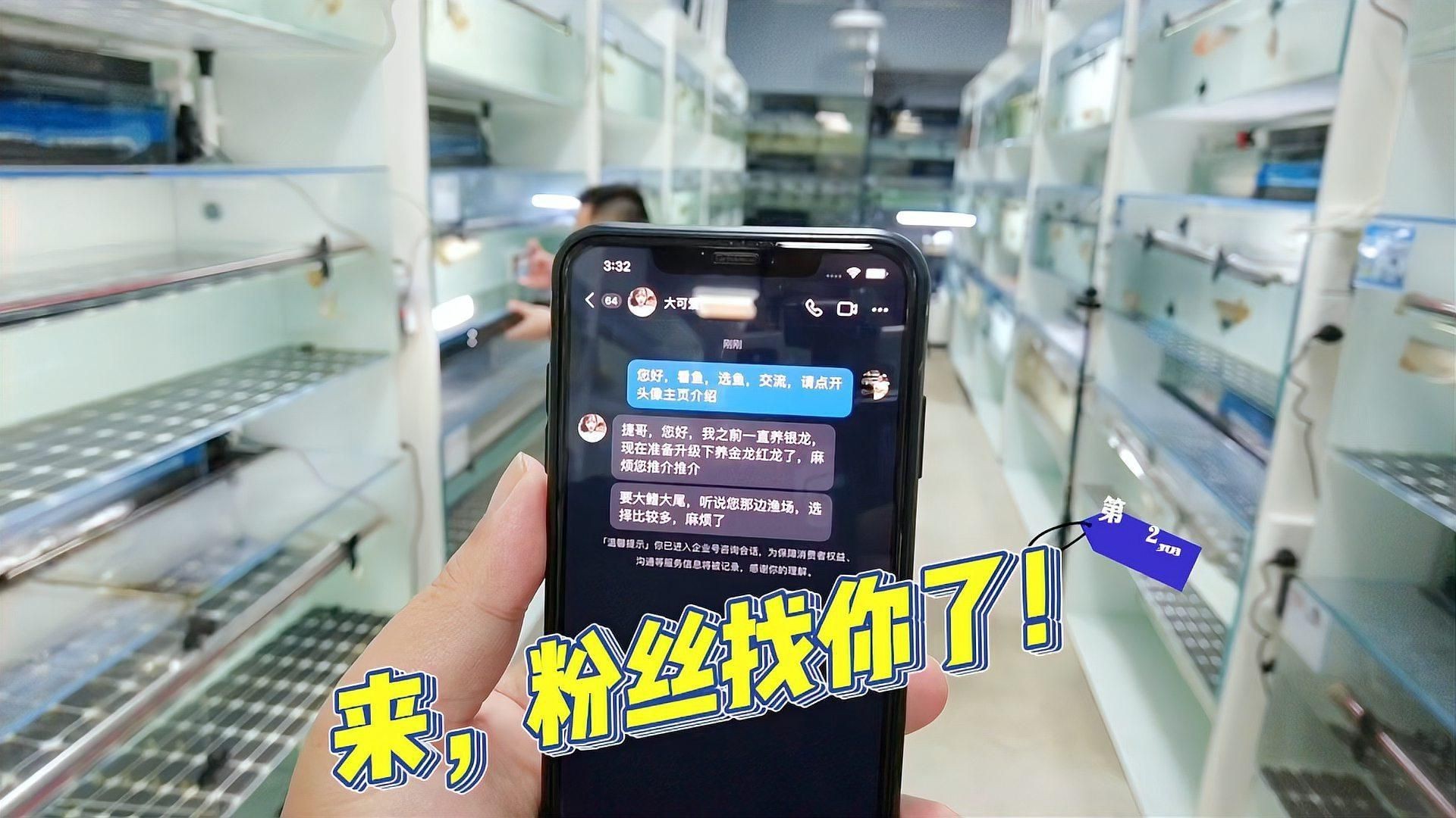 新手養(yǎng)紅龍還是金龍【新手選擇紅龍或金龍或金龍需綜合考慮飼養(yǎng)難度、成本及觀賞需求】