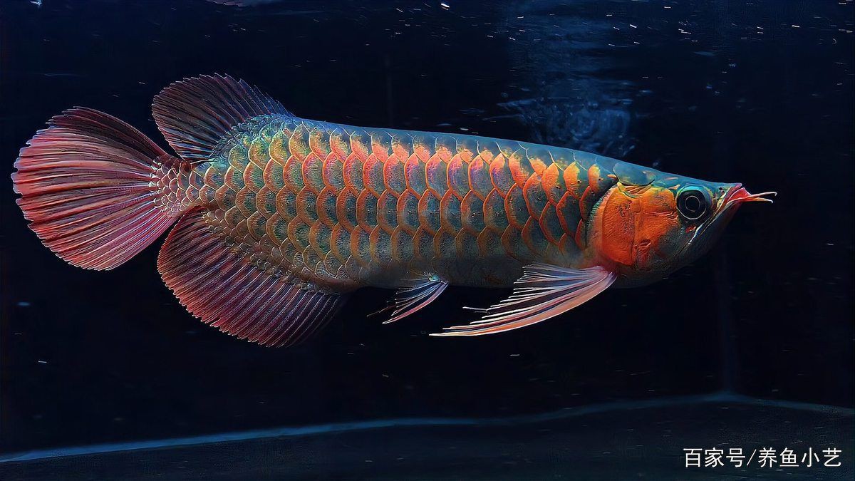 十大名貴龍魚中哪種最稀有？【十大名貴龍魚中哪種最稀有】