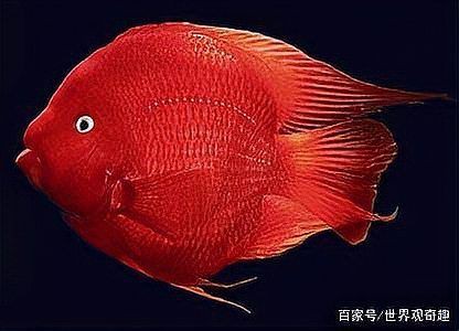 十大名貴龍魚中哪種最稀有？【十大名貴龍魚中哪種最稀有】 十大名貴龍魚中哪種最稀有？【十大名貴龍魚中哪種最稀有】 龍魚百科 第4張