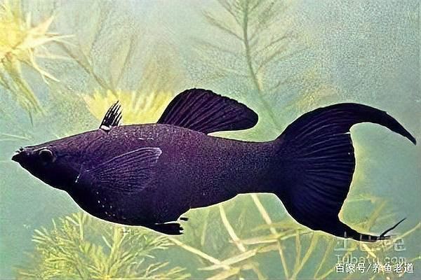 牡丹魚是什么樣子的【牡丹魚是孔雀魚嗎】