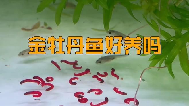 牡丹魚是什么樣子的【牡丹魚是孔雀魚嗎】