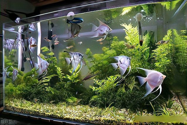 60缸養魚最忌三種魚【60厘米魚缸飼養密度、魚種選擇和水質管理關鍵是關鍵】