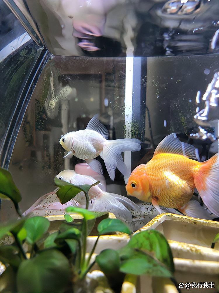60缸養魚最忌三種魚【60厘米魚缸飼養密度、魚種選擇和水質管理關鍵是關鍵】