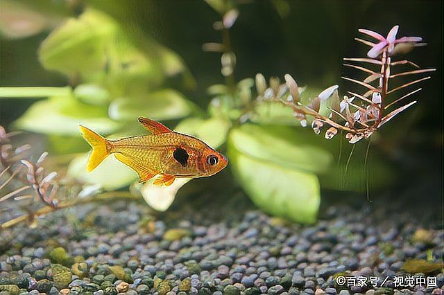 60缸養魚最忌三種魚【60厘米魚缸飼養密度、魚種選擇和水質管理關鍵是關鍵】