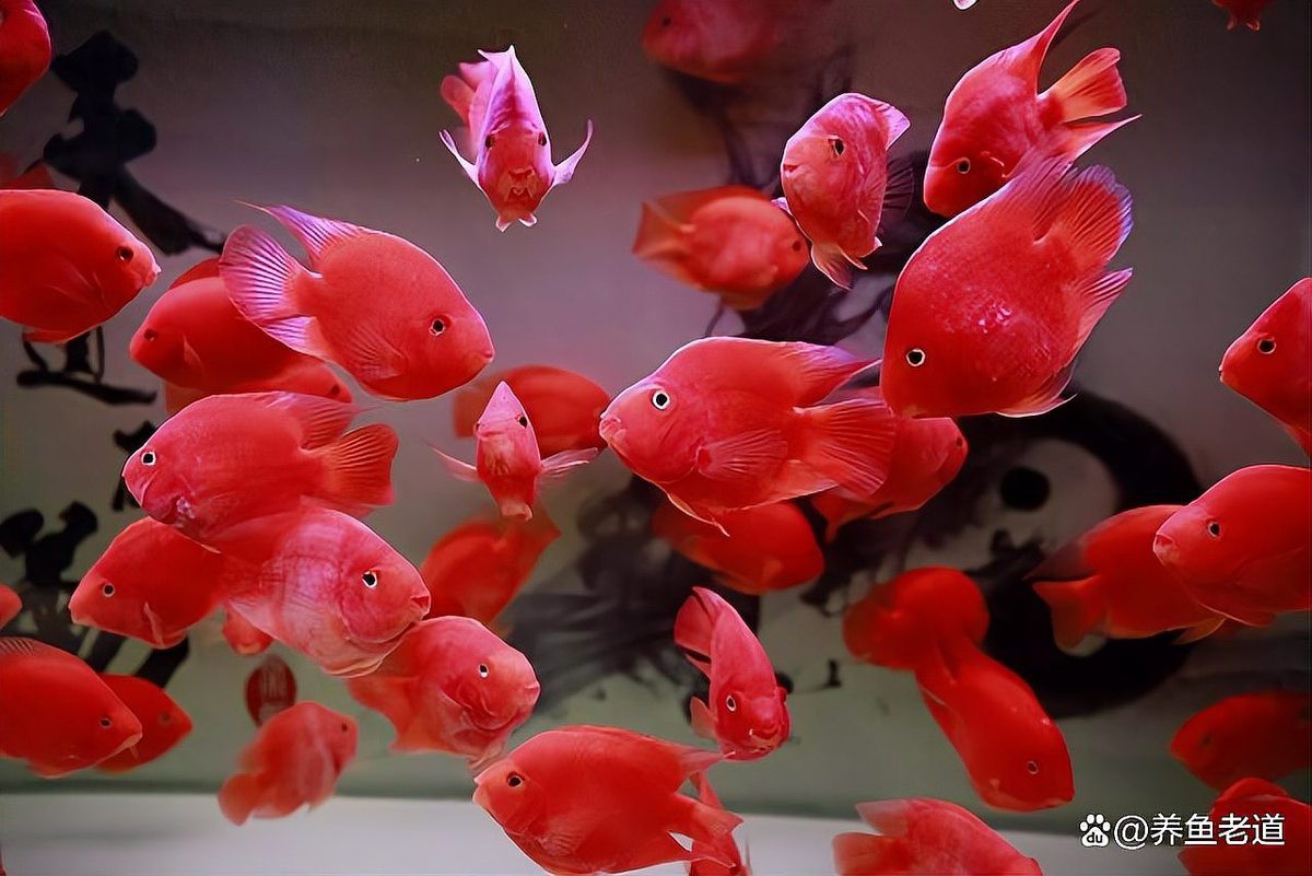 60缸養魚最忌三種魚【60厘米魚缸飼養密度、魚種選擇和水質管理關鍵是關鍵】