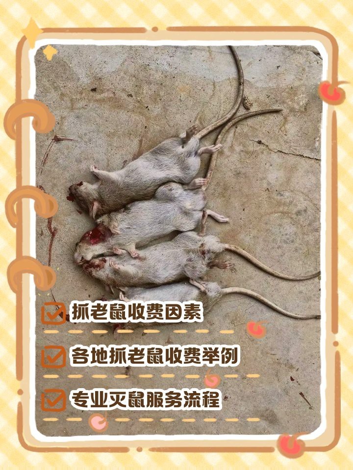 上門滅鼠一般多少錢【上門滅鼠服務價格全解析】