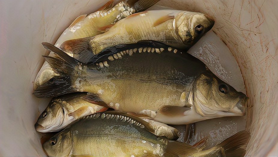 東北三道鱗魚是什么魚【東北三道鱗魚是什么魚？】