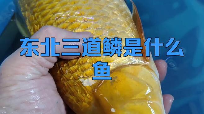 東北三道鱗魚是什么魚【東北三道鱗魚是什么魚？】