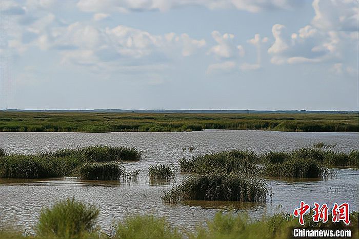 東北三道鱗魚是什么魚【東北三道鱗魚是什么魚？】