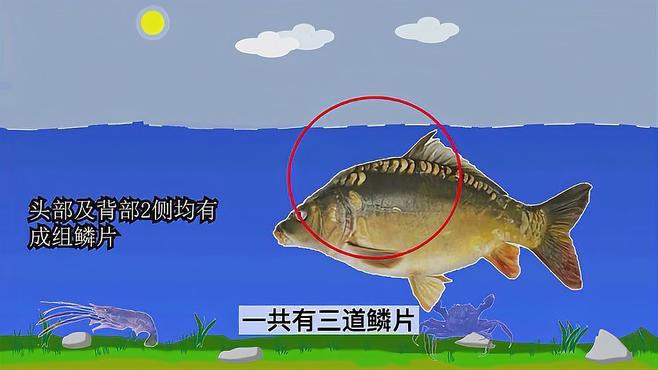 東北三道鱗魚是什么魚【東北三道鱗魚是什么魚？】