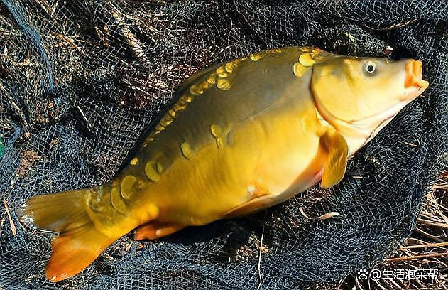 東北三道鱗魚是什么魚【東北三道鱗魚是什么魚？】