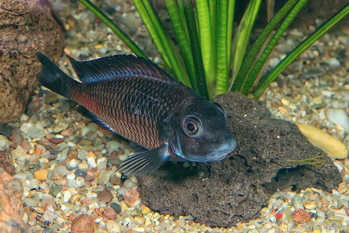曼龍魚混養需要多大的水族箱？【曼龍魚怎么養】