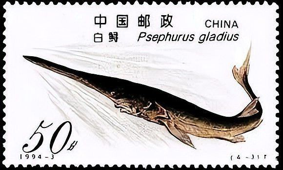 瀘州象鼻魚【中國釣魚,象鼻魚科長臀壯象鼻魚】