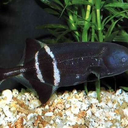 瀘州象鼻魚【中國釣魚,象鼻魚科長臀壯象鼻魚】