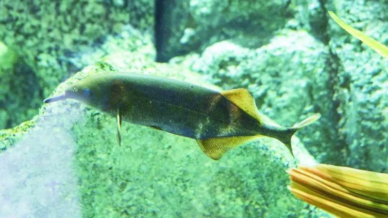 瀘州象鼻魚【中國釣魚,象鼻魚科長臀壯象鼻魚】