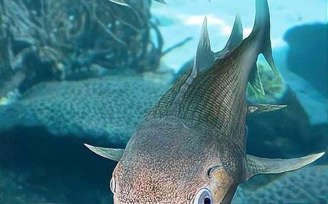 恐龍和魚類有什么關(guān)系【恐龍與魚類在生物演化史上存在重要關(guān)聯(lián)】