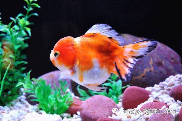 100種金魚大全【《100種金魚大全》】