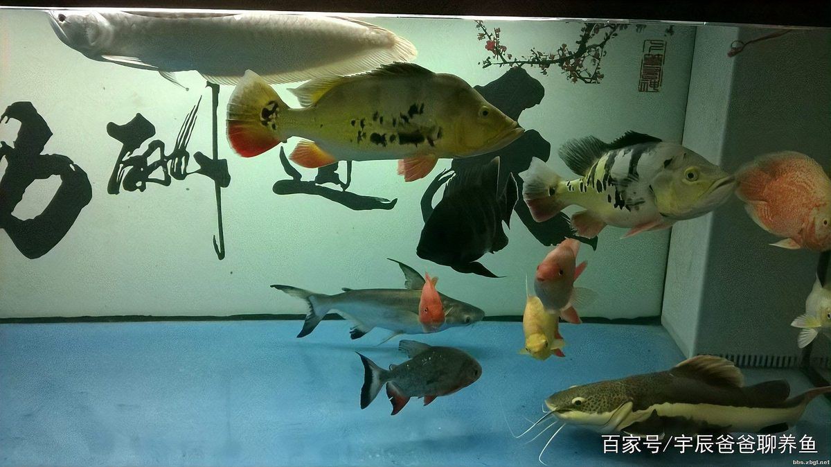 招財貓魚可以和龍魚一起養嗎【招財貓魚與龍魚混養的風險】
