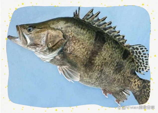 東北的鰲花魚是桂魚嗎【東北鰲花魚與南方常見(jiàn)的鰲花魚(桂魚)】