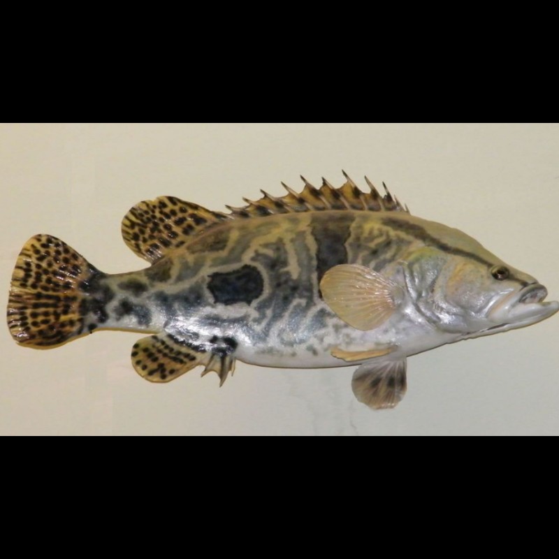 東北的鰲花魚是桂魚嗎【東北鰲花魚與南方常見(jiàn)的鰲花魚(桂魚)】