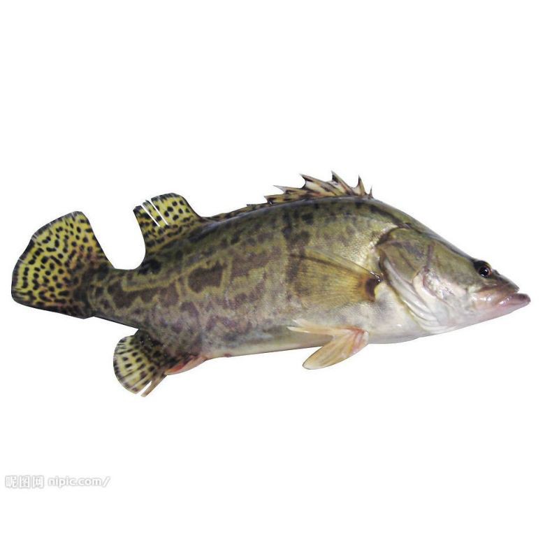 東北的鰲花魚是桂魚嗎【東北鰲花魚與南方常見(jiàn)的鰲花魚(桂魚)】
