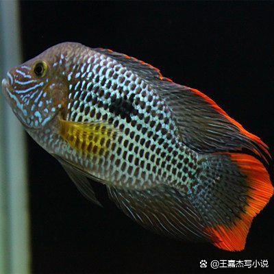 紅尾皇冠魚正確養法【紅尾皇冠魚正確養法紅尾皇冠魚正確養殖方法】