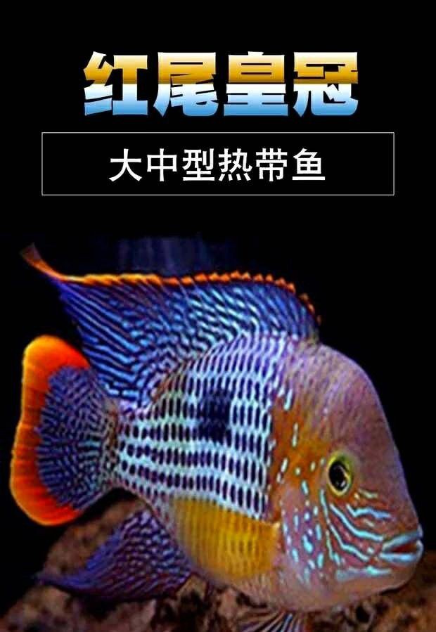 紅尾皇冠魚正確養法【紅尾皇冠魚正確養法紅尾皇冠魚正確養殖方法】