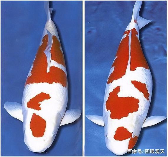 丹頂錦鯉也屬于紅白嗎【丹頂錦鯉與丹頂錦鯉的區別】