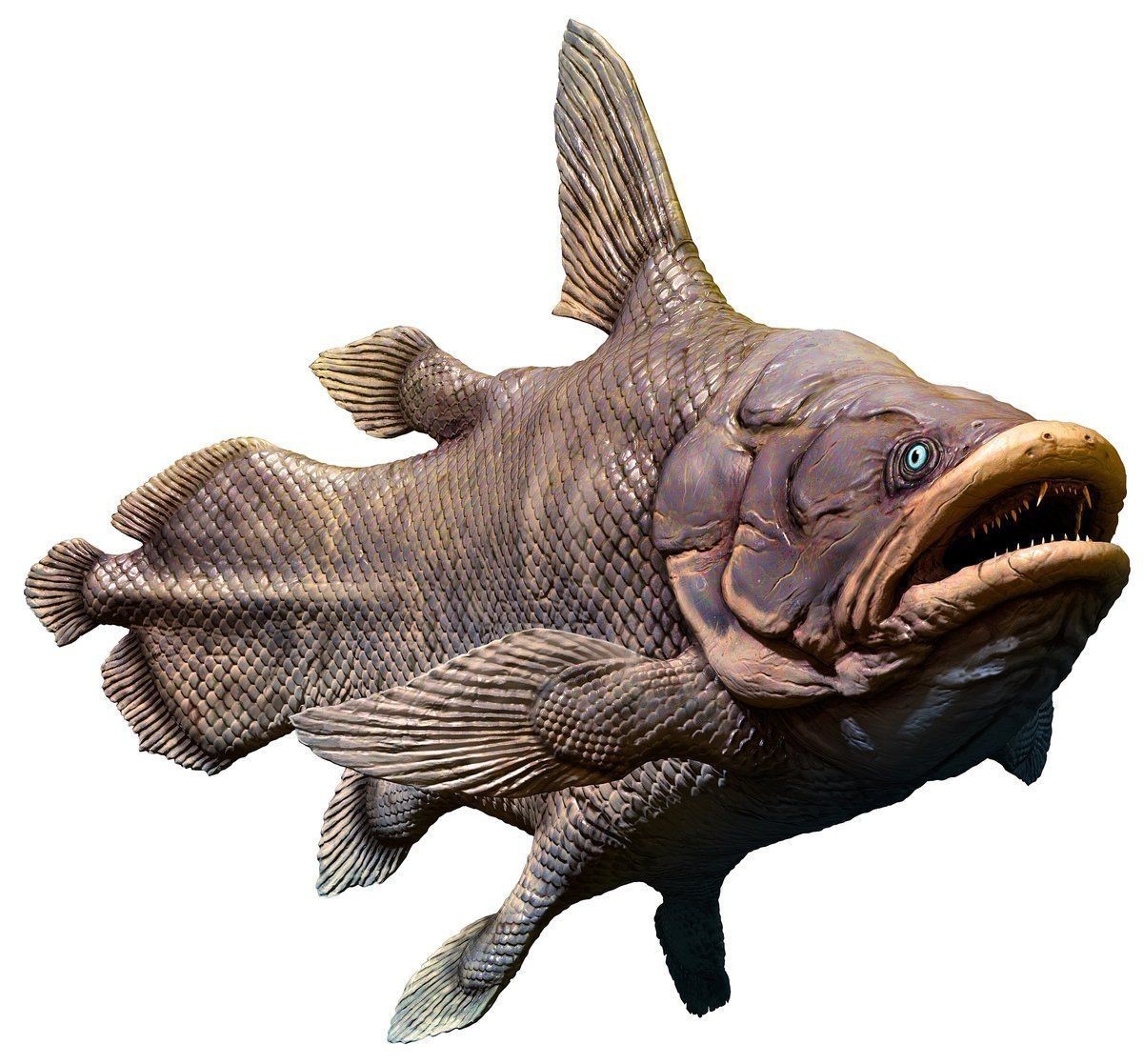 恐龍王魚混養最簡單三個階段【恐龍王魚怎么養新手必看的飼養全攻略】