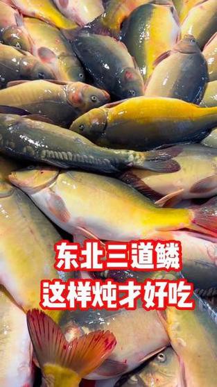東北三道鱗魚圖片【東北三道鱗魚，農村叫它三道鱗魚，釣友帶回5斤大魚】