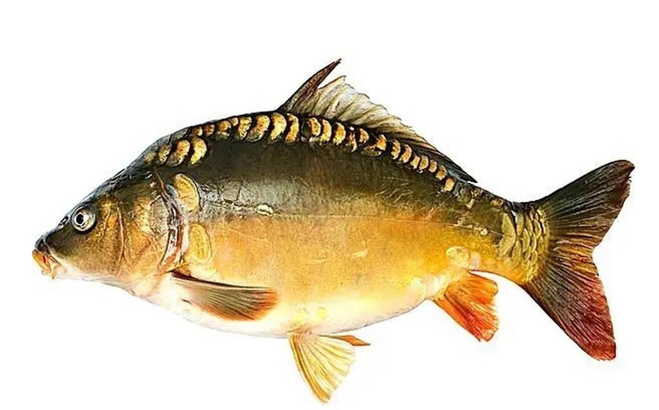 東北三道鱗魚圖片【東北三道鱗魚，農村叫它三道鱗魚，釣友帶回5斤大魚】