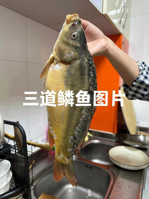 東北三道鱗魚圖片【東北三道鱗魚，農村叫它三道鱗魚，釣友帶回5斤大魚】