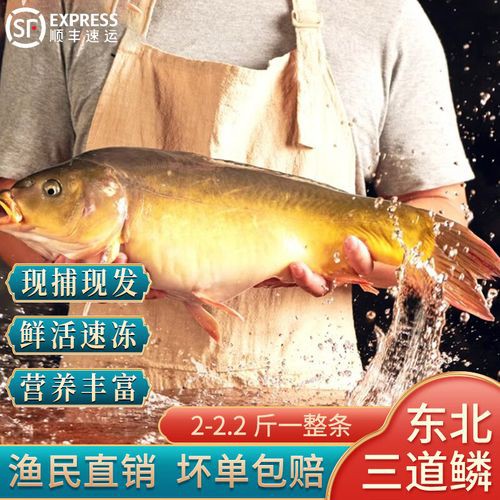 東北三道鱗魚圖片【東北三道鱗魚，農村叫它三道鱗魚，釣友帶回5斤大魚】
