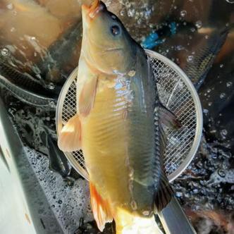 東北三道鱗魚圖片【東北三道鱗魚，農村叫它三道鱗魚，釣友帶回5斤大魚】