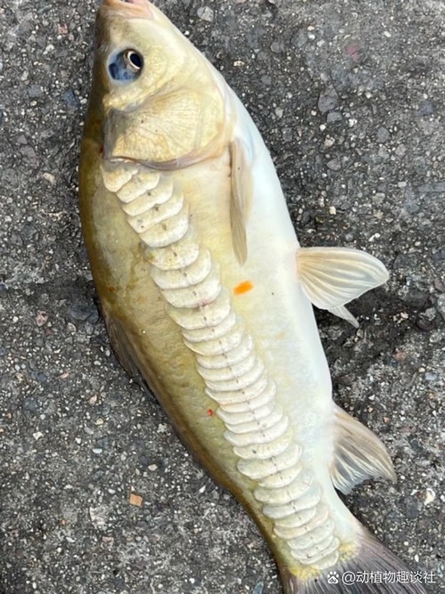東北三道鱗魚圖片【東北三道鱗魚，農村叫它三道鱗魚，釣友帶回5斤大魚】