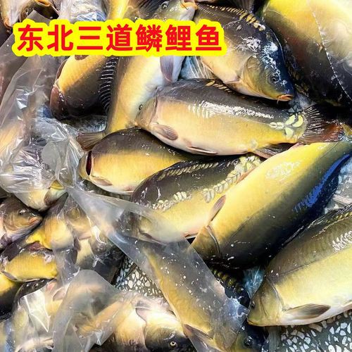 東北三道鱗魚圖片【東北三道鱗魚，農村叫它三道鱗魚，釣友帶回5斤大魚】