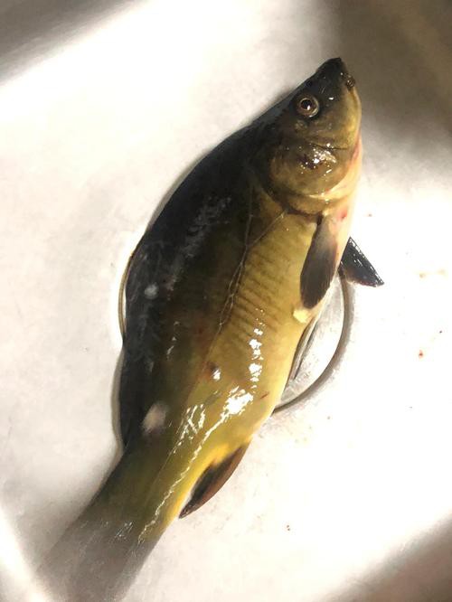 東北三道鱗魚圖片【東北三道鱗魚，農村叫它三道鱗魚，釣友帶回5斤大魚】