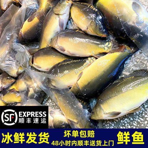 東北三道鱗魚圖片【東北三道鱗魚，農村叫它三道鱗魚，釣友帶回5斤大魚】