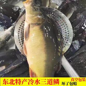 東北三道鱗魚圖片【東北三道鱗魚，農村叫它三道鱗魚，釣友帶回5斤大魚】