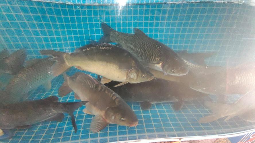 東北三道鱗魚圖片【東北三道鱗魚，農村叫它三道鱗魚，釣友帶回5斤大魚】