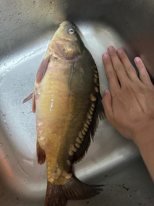 東北三道鱗魚圖片【東北三道鱗魚，農村叫它三道鱗魚，釣友帶回5斤大魚】